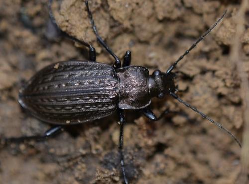Carabus granulatus